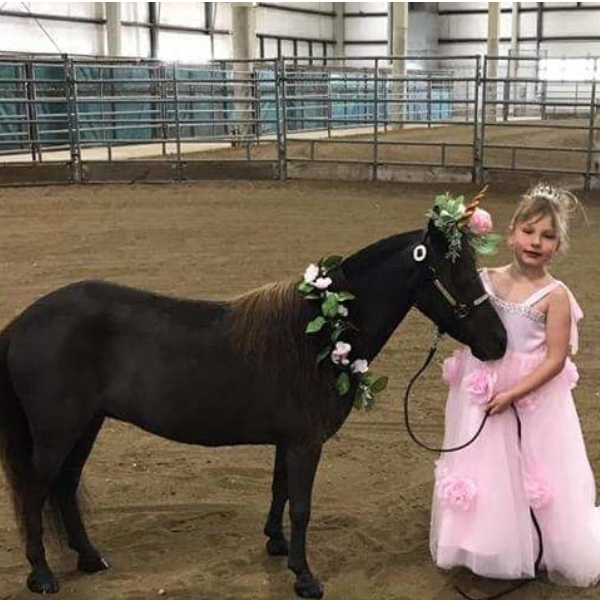 bluestem miniaturehorse 2