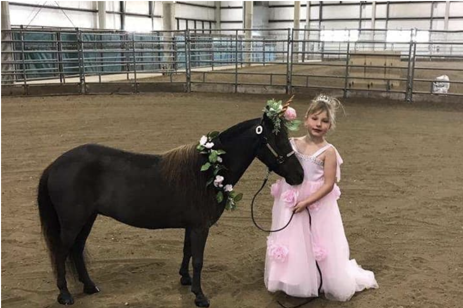 bluestem miniaturehorse